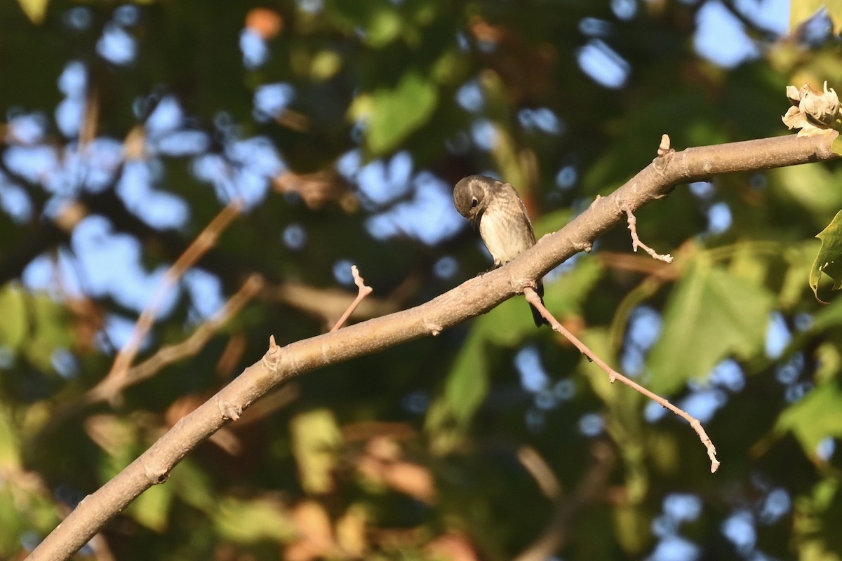 Dark-sided Flycatcher - ML642178515