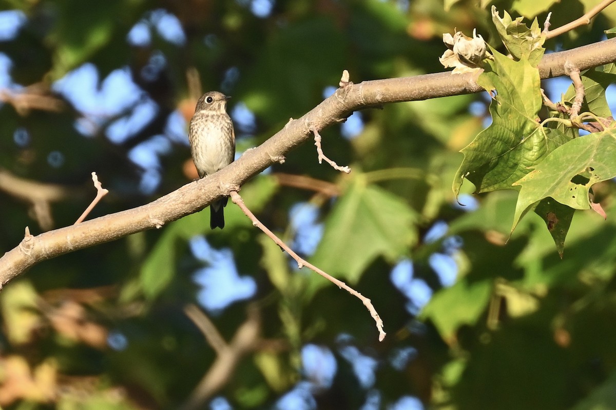 Dark-sided Flycatcher - ML642178516