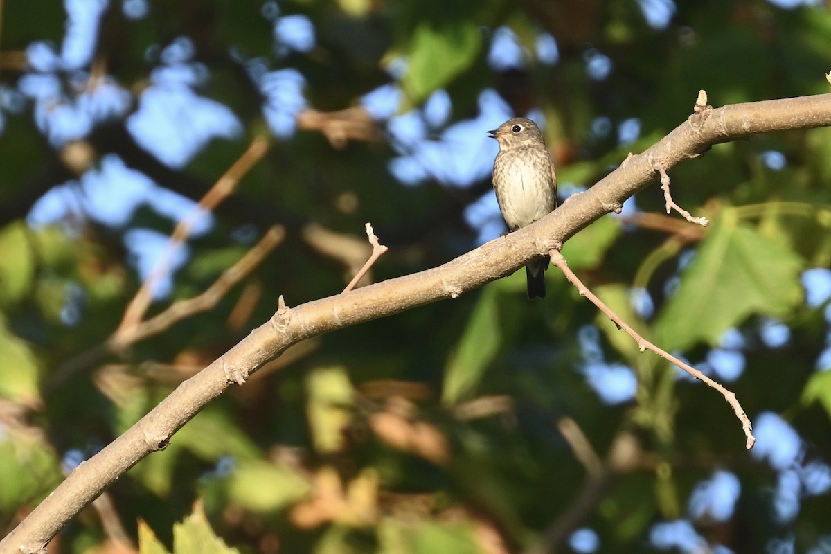 Dark-sided Flycatcher - ML642178517
