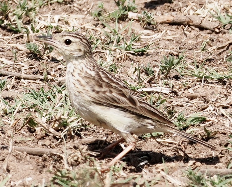 Yellowish Pipit - ML642178537