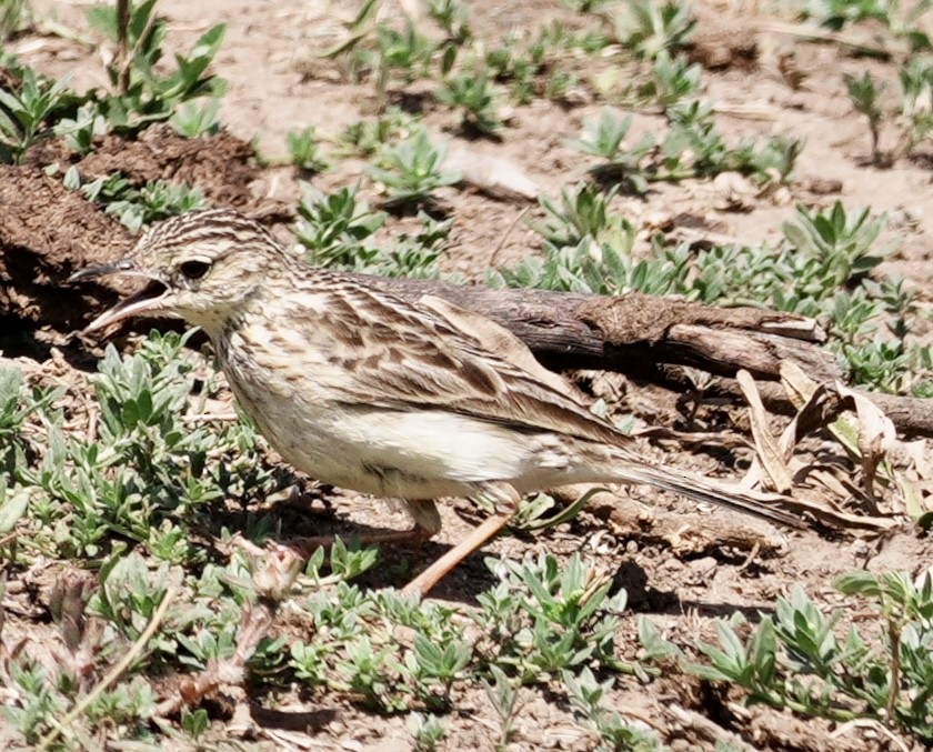 Yellowish Pipit - ML642178538