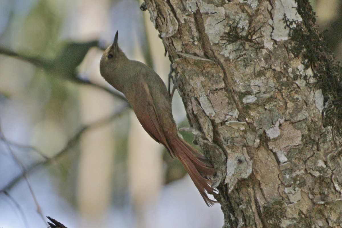 Olivaceous Woodcreeper - ML642178543