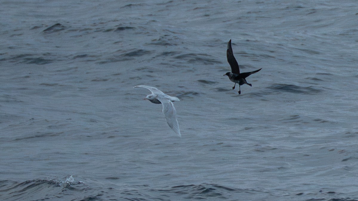 Glaucous Gull - ML642178550