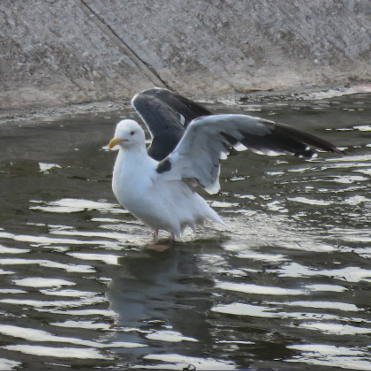 Gaviota Occidental - ML642178554