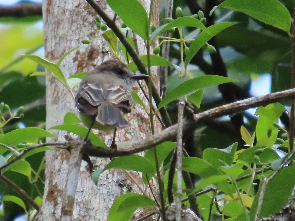 Pale-edged Flycatcher - ML642178564
