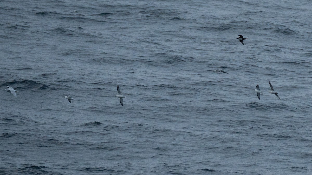 Northern Fulmar (Atlantic) - ML642178574