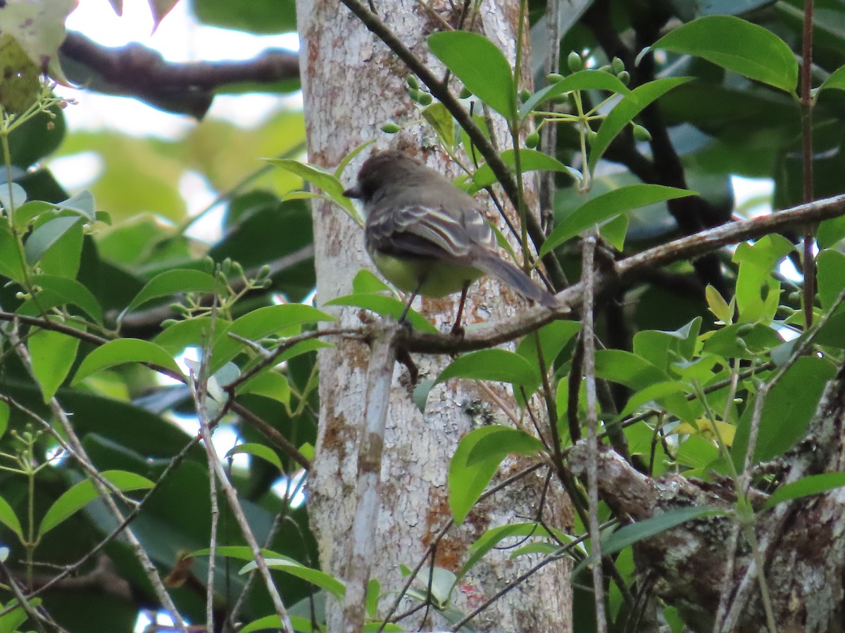 Pale-edged Flycatcher - ML642178577
