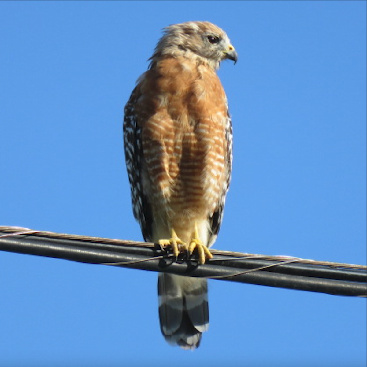 Red-shouldered Hawk - ML642178579