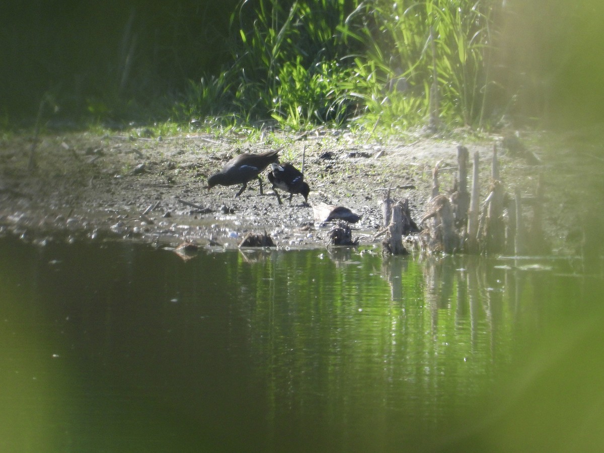 Gallinule poule-d'eau - ML642178590