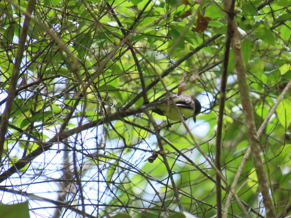 Pale-edged Flycatcher - ML642178592