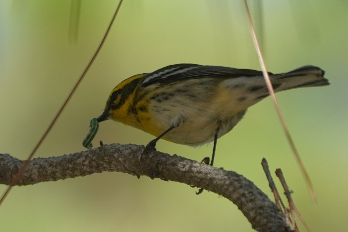Townsend's Warbler - ML642178597