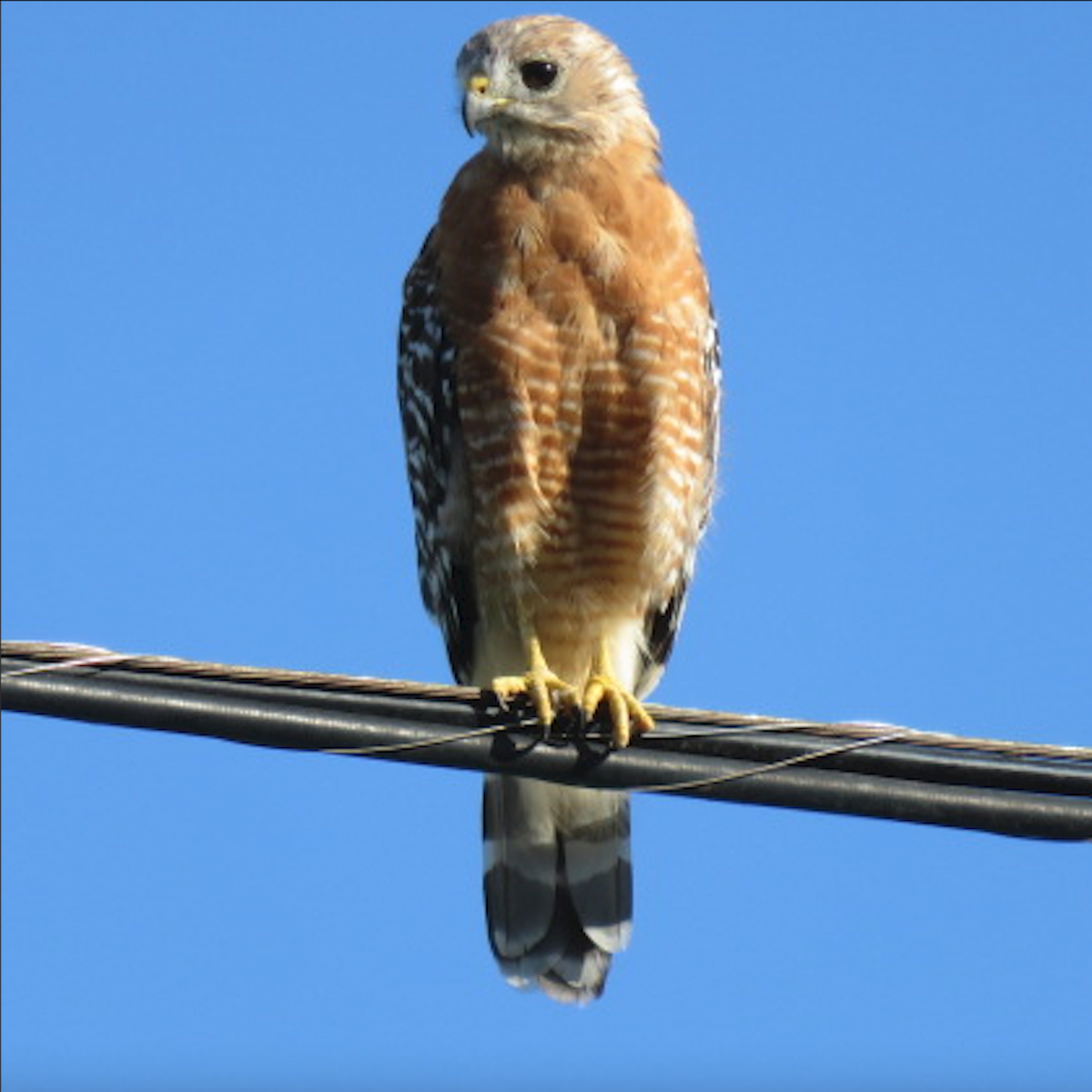 Red-shouldered Hawk - ML642178599
