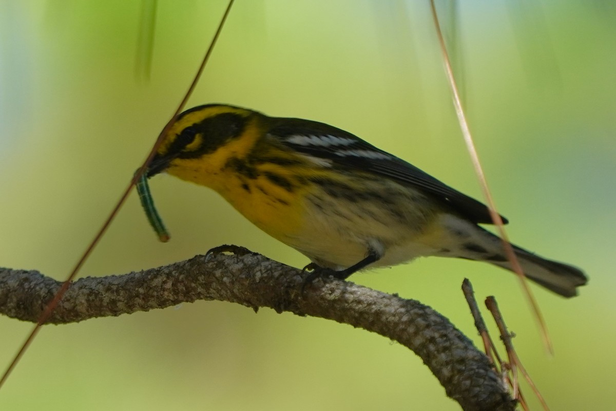 Townsend's Warbler - ML642178600