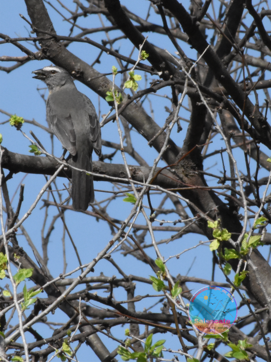 Bluish-gray Saltator - ML642178601