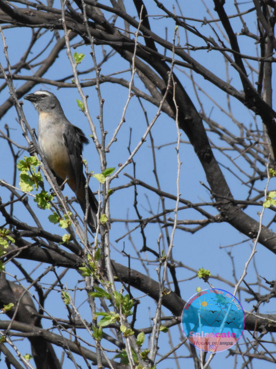 Bluish-gray Saltator - ML642178602