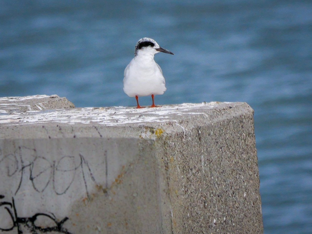 Forster's Tern - ML642178604