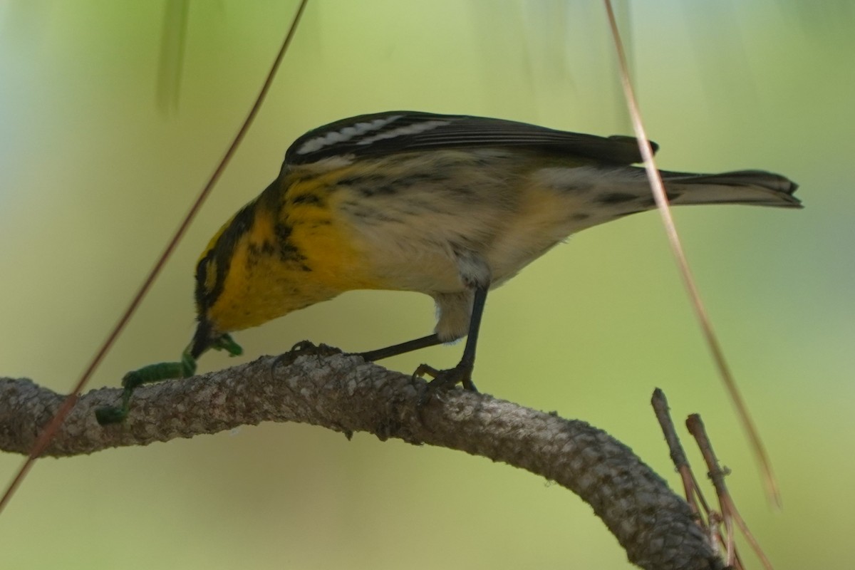 Townsend's Warbler - ML642178605