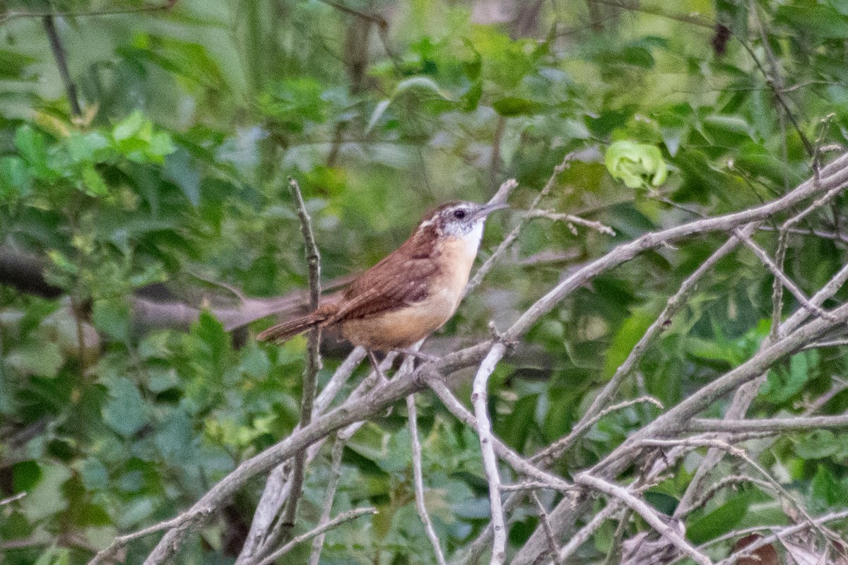 Carolina Wren - ML642178609