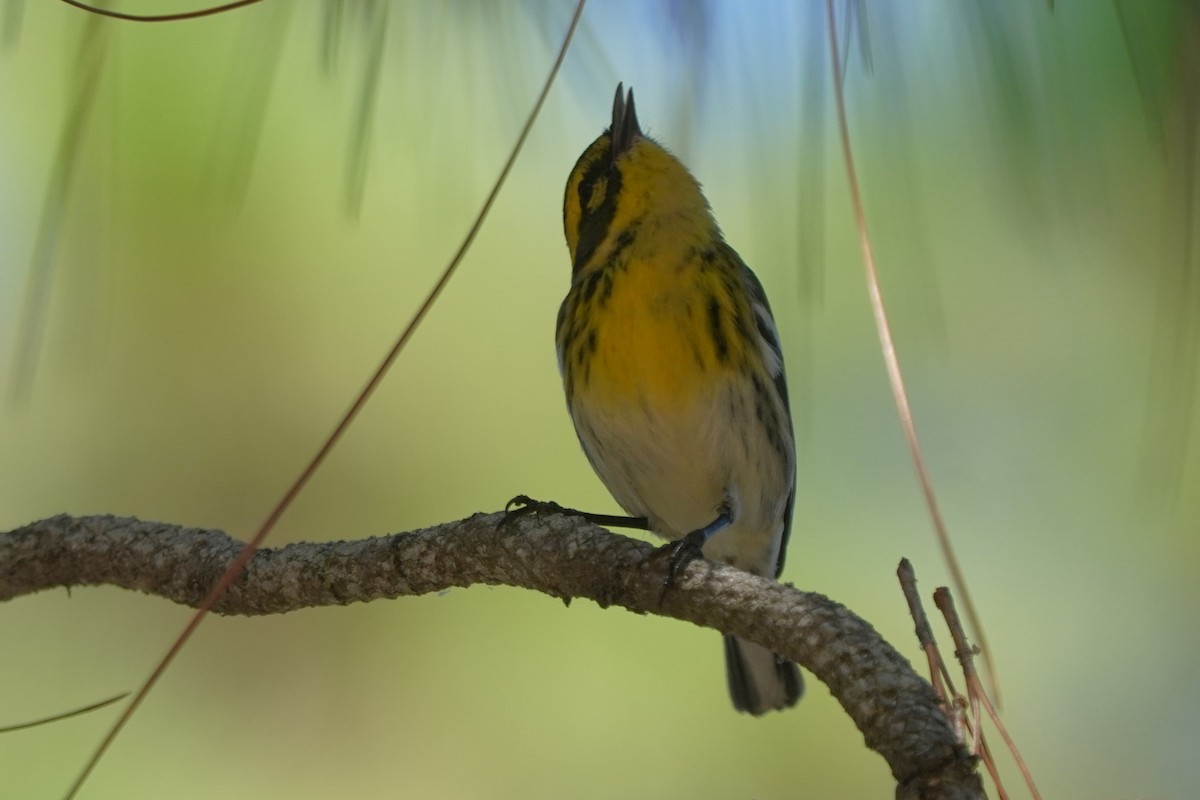 Townsend's Warbler - ML642178613