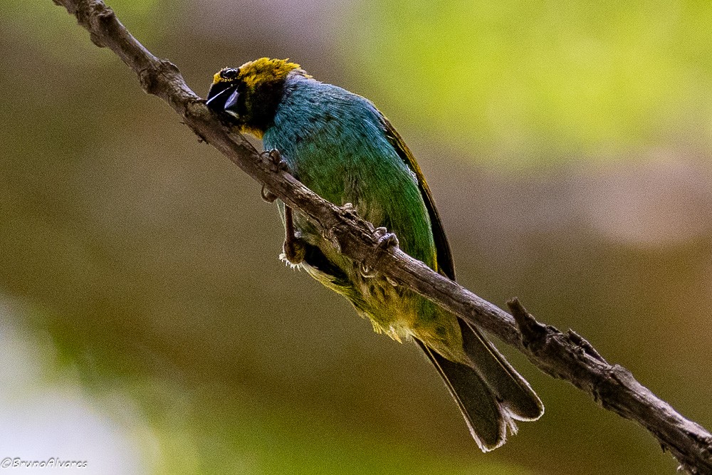 Gilt-edged Tanager - ML642178614