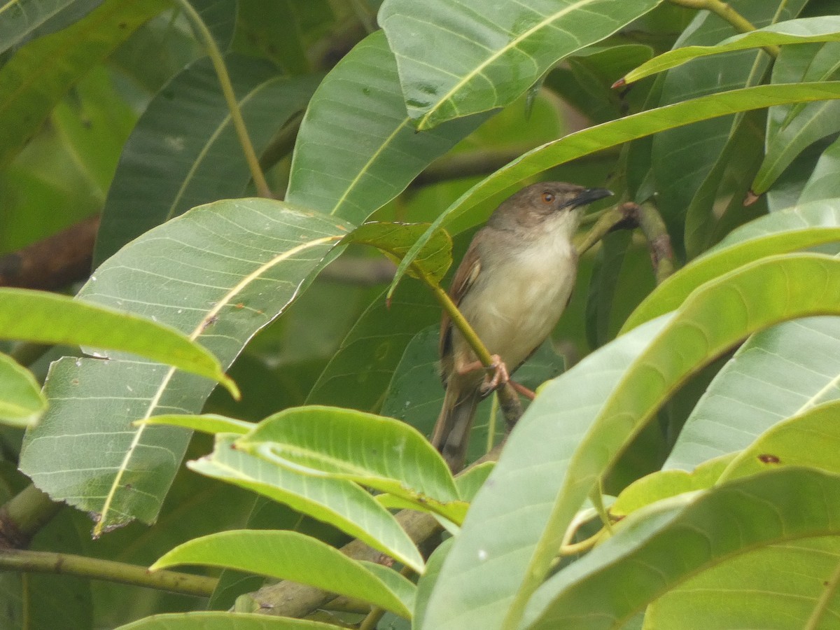 Whistling Cisticola - ML642178619