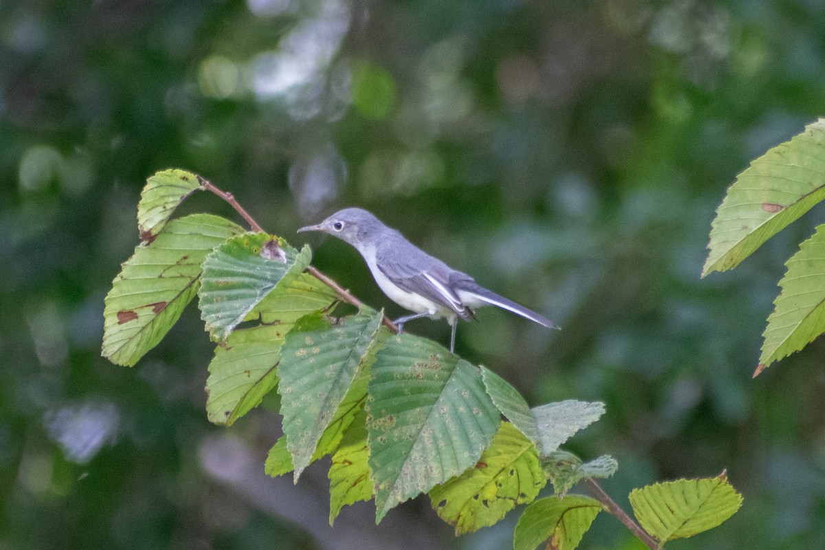 Blue-gray Gnatcatcher - ML642178620