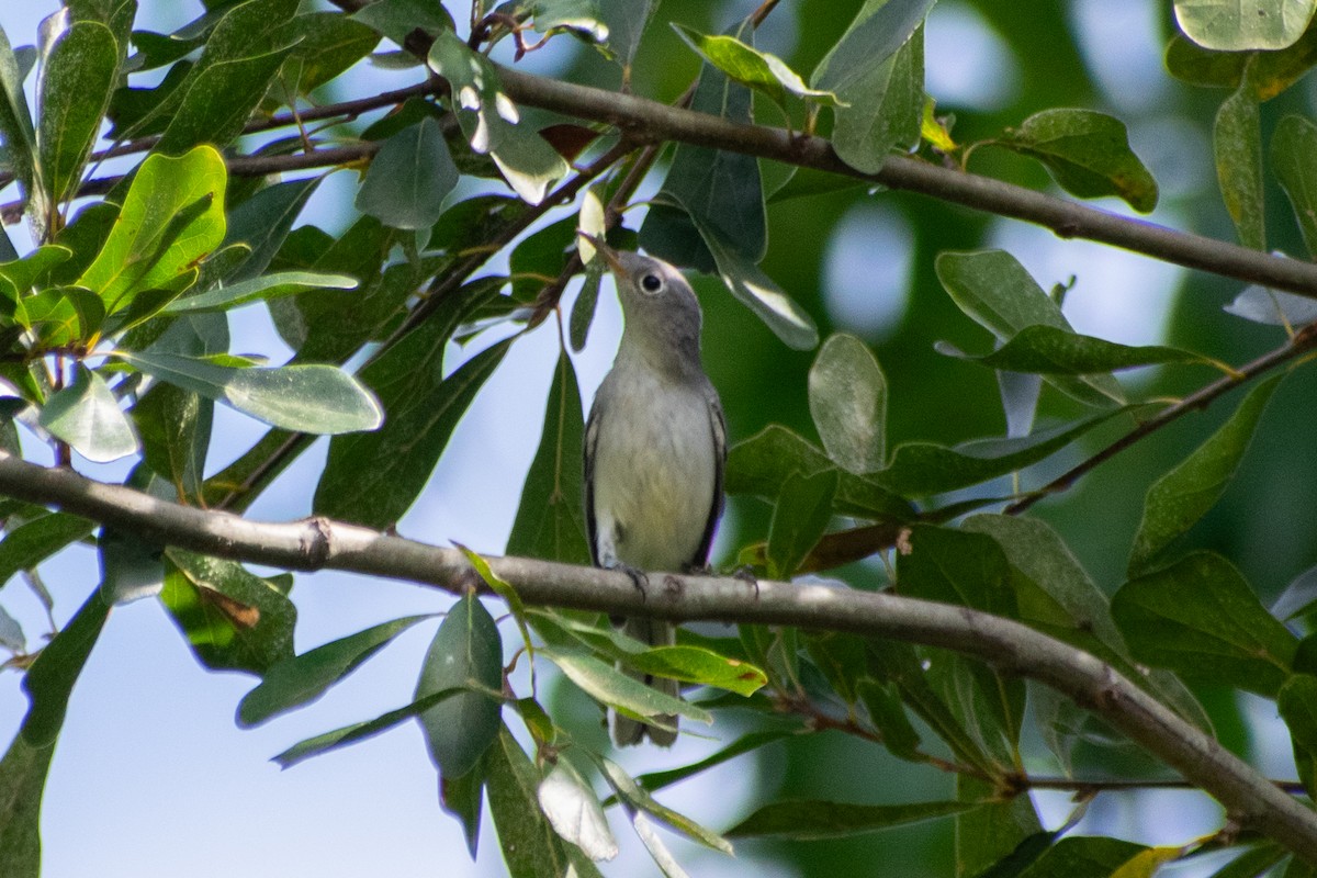 Blue-gray Gnatcatcher - ML642178621