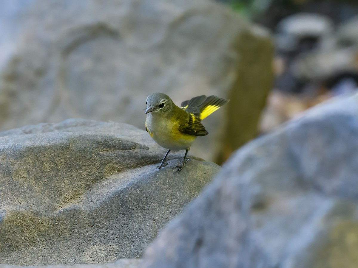 American Redstart - ML642178627
