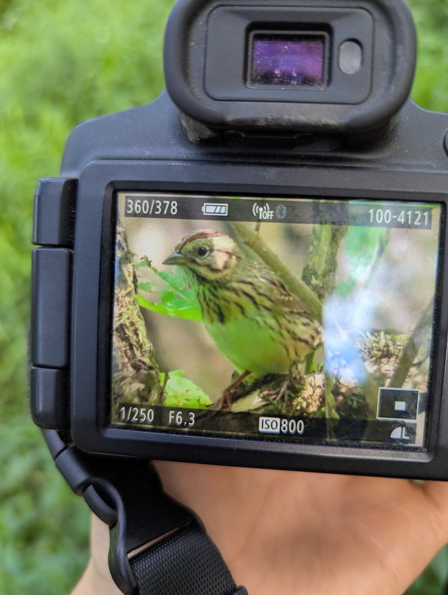 Lincoln's Sparrow - ML642178631
