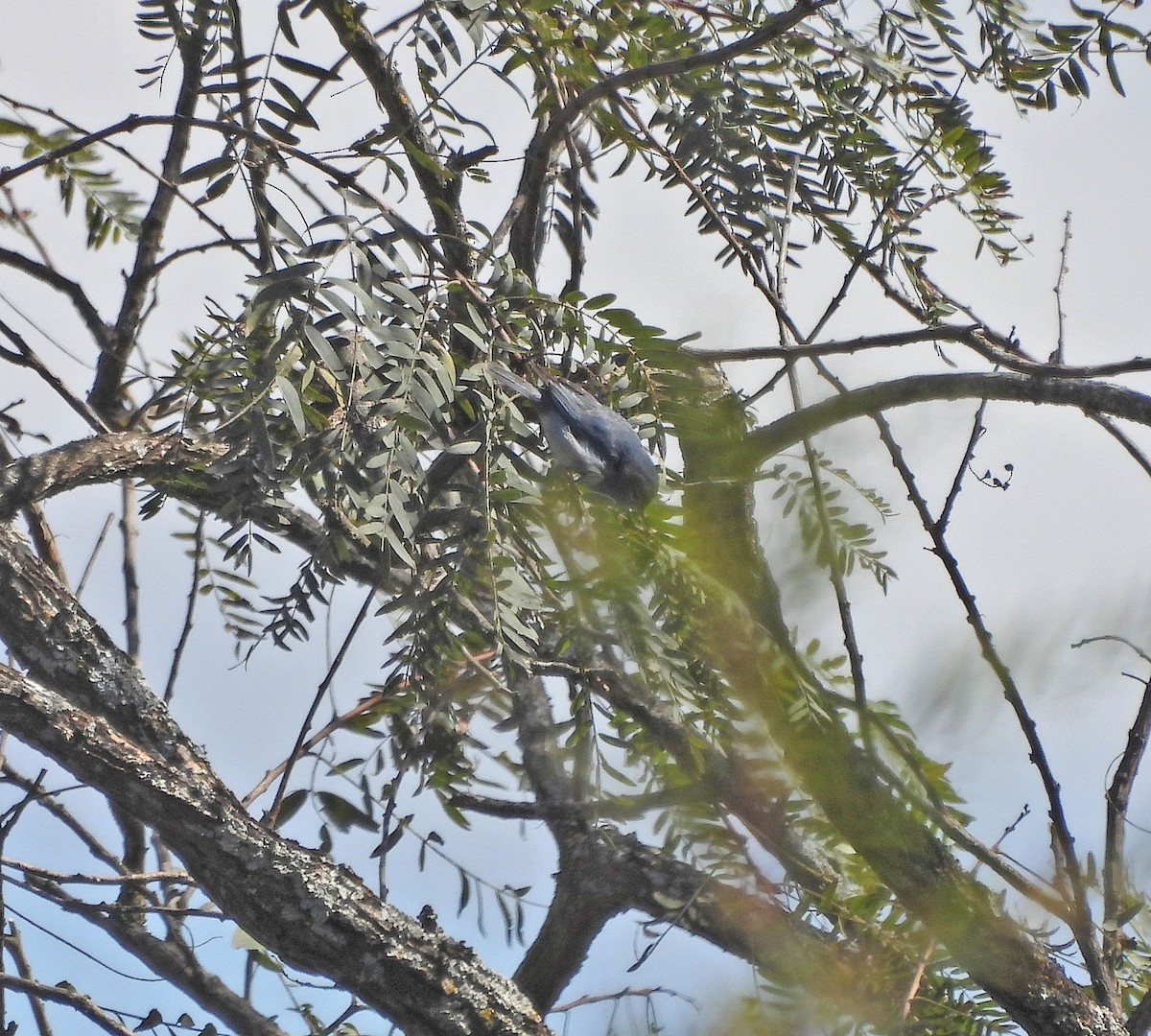 Chestnut-vented Conebill - ML642178637