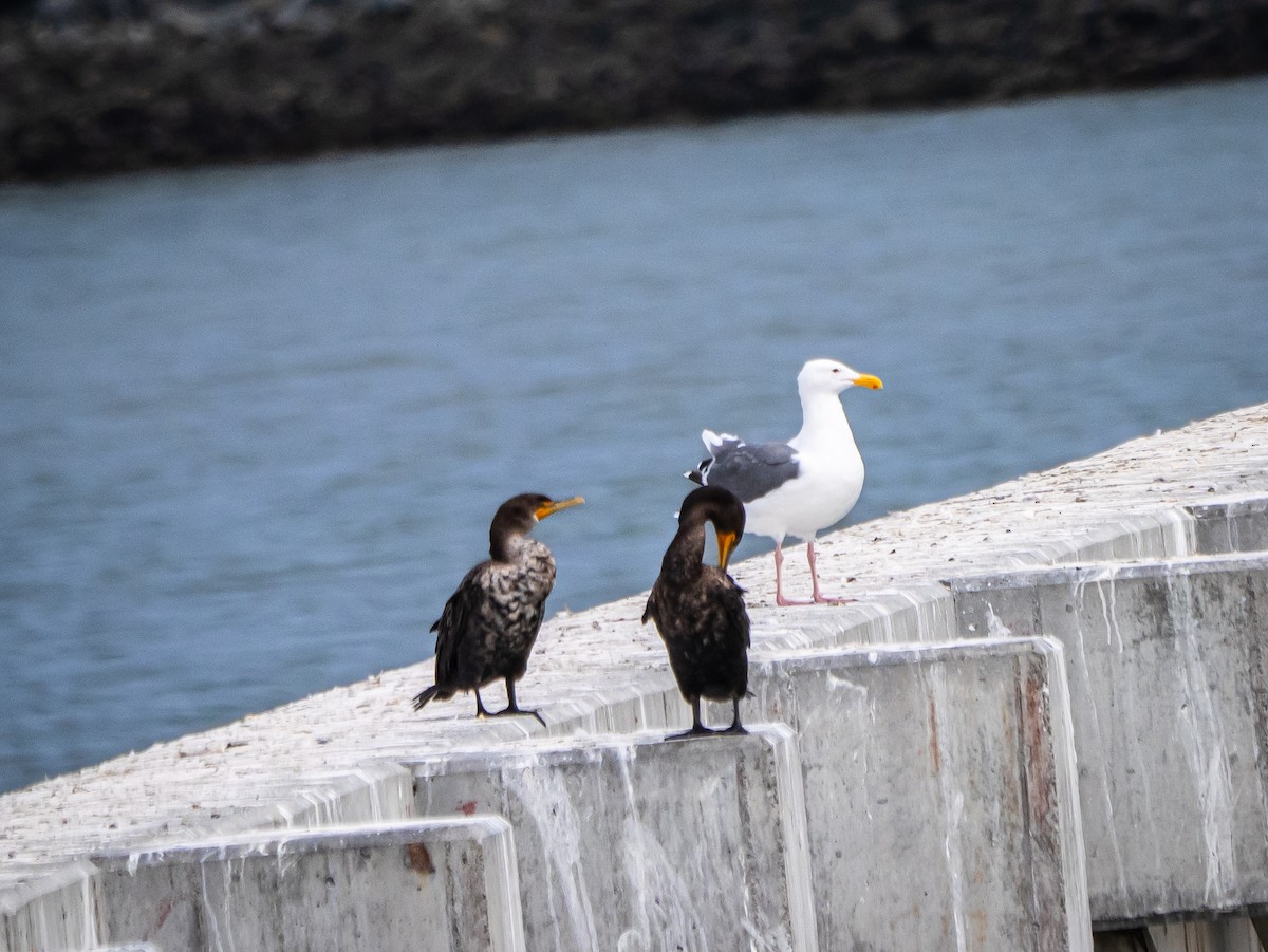 Double-crested Cormorant - ML642178649
