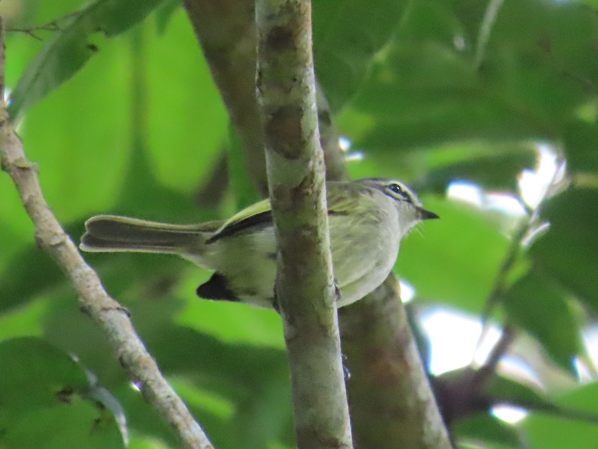 Venezuelan Tyrannulet - ML642178652