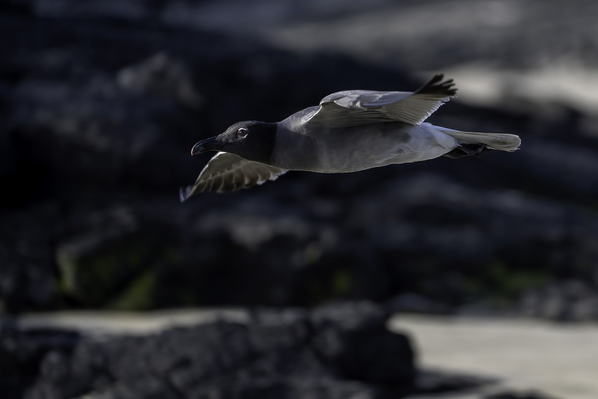 Lava Gull - ML642178665