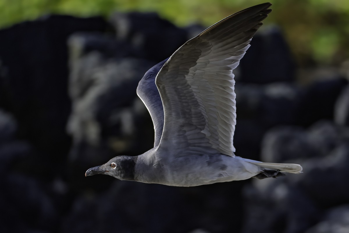 Lava Gull - ML642178666