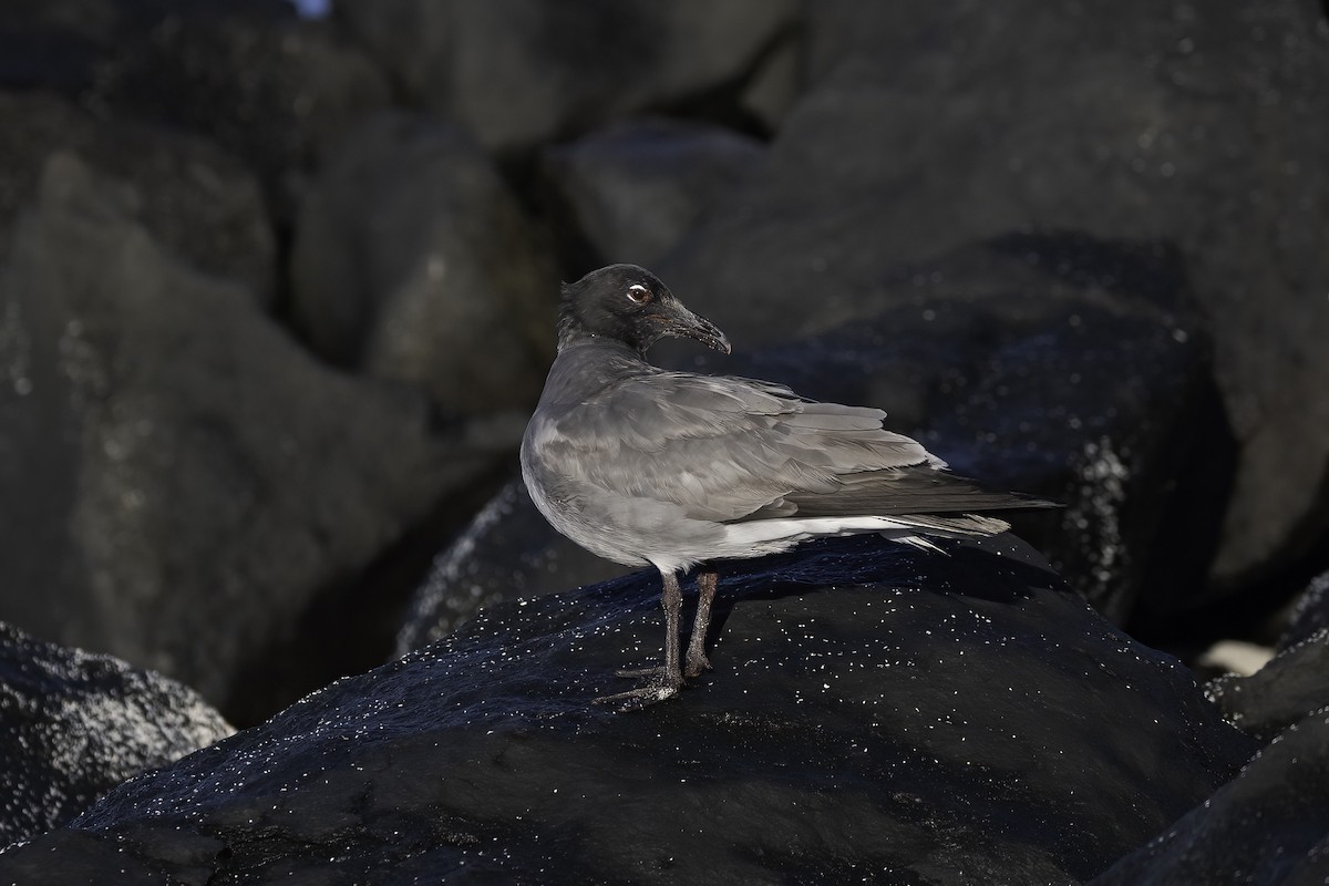 Lava Gull - ML642178667