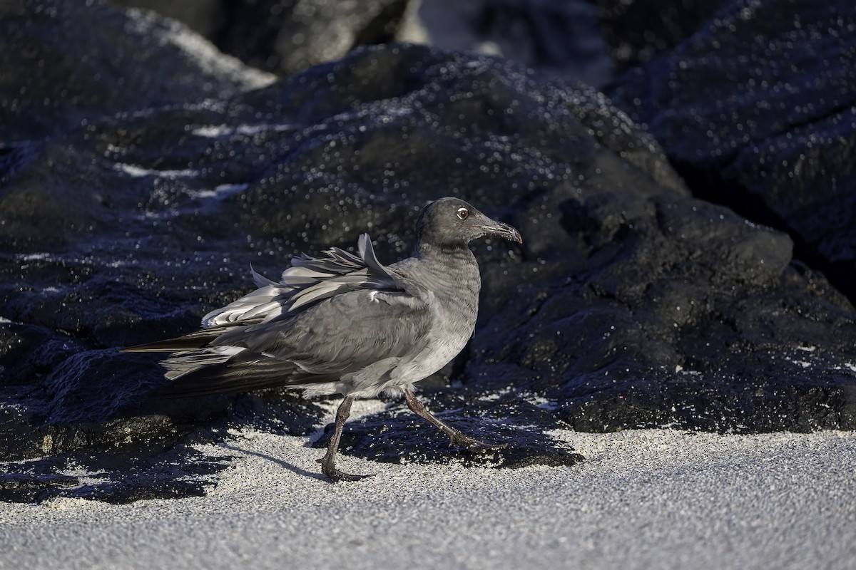 Lava Gull - ML642178669