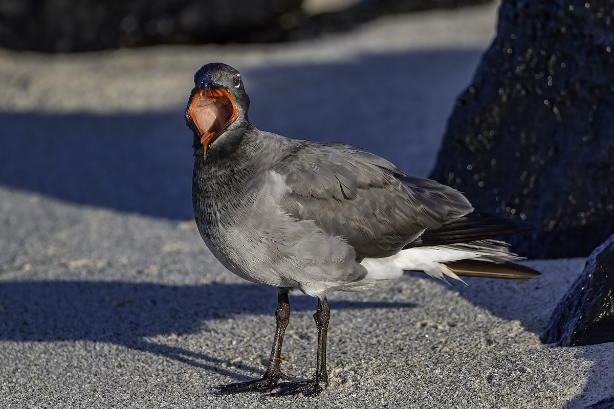 Lava Gull - ML642178671