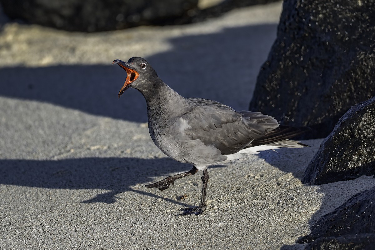 Lava Gull - ML642178672