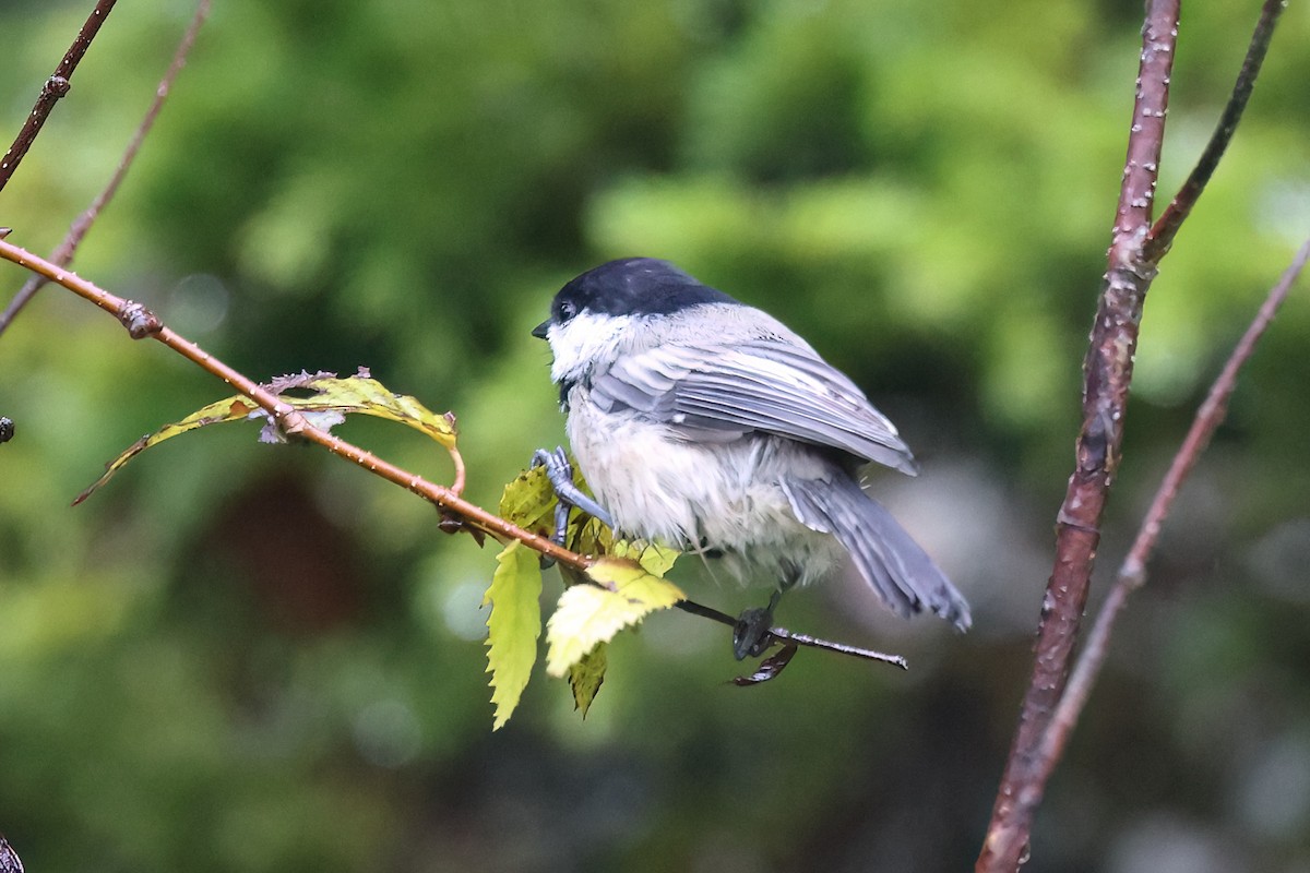 Black-capped Chickadee - ML642178695