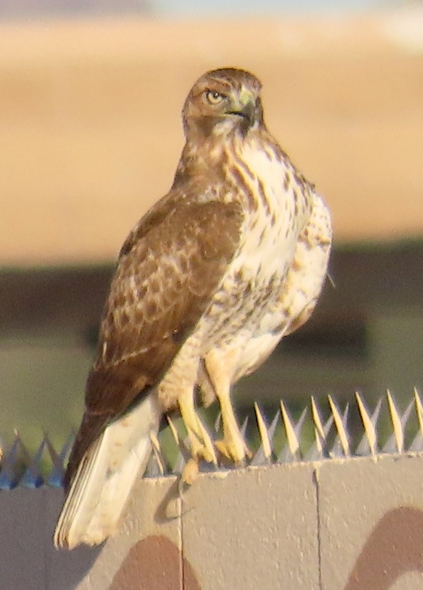 Red-tailed Hawk - ML642178697