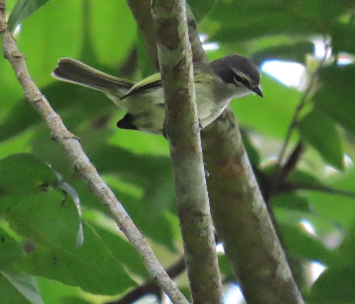 Venezuelan Tyrannulet - ML642178699