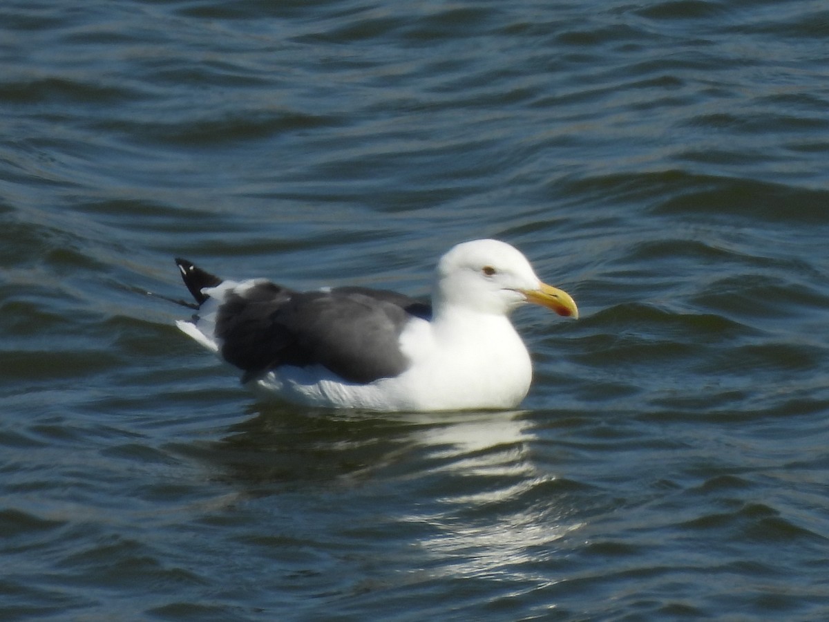 Gaviota Occidental - ML642178702