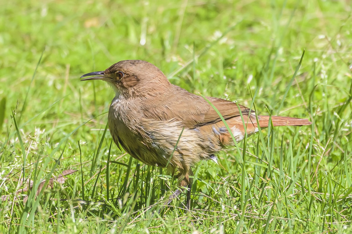 セアカカマドドリ - ML642178713