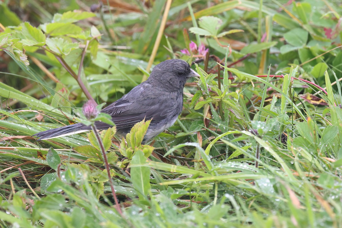 Dark-eyed Junco (Slate-colored) - ML642178727