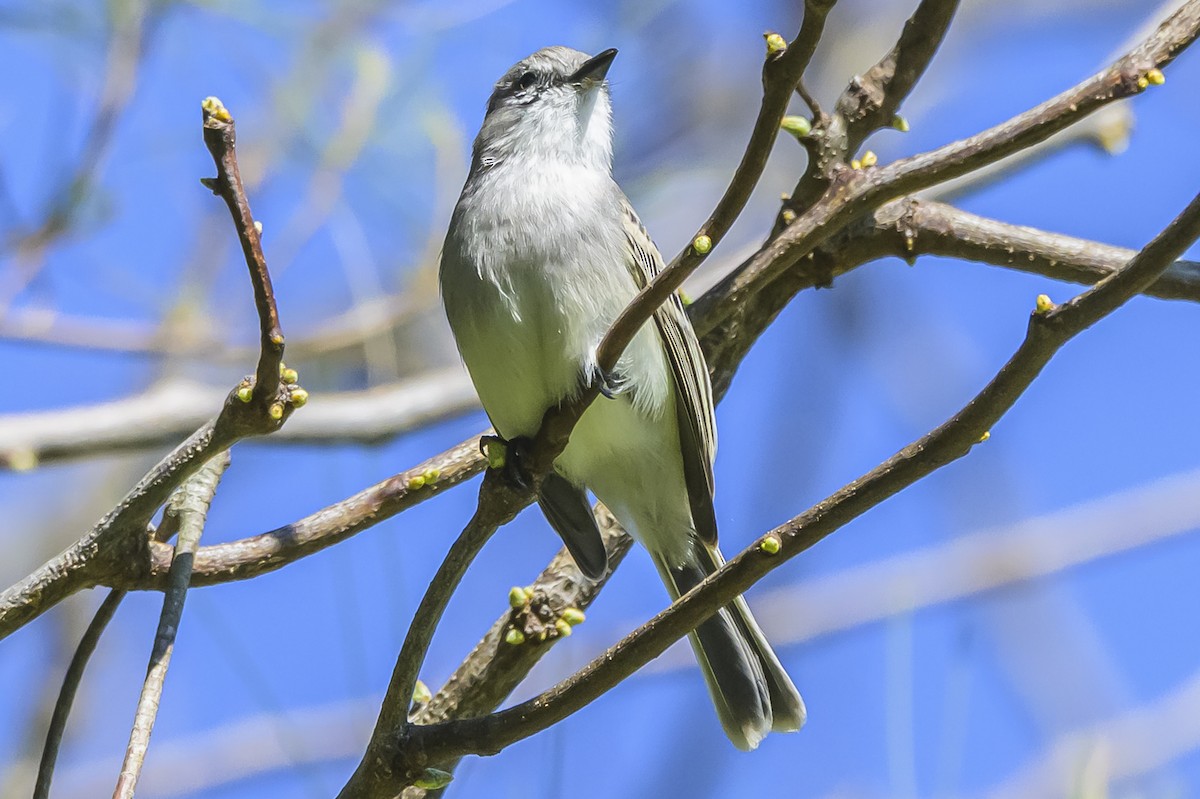 Suiriri Flycatcher - ML642178729
