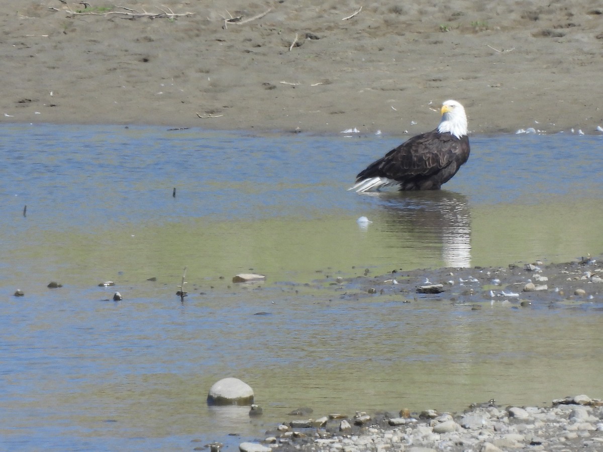 Bald Eagle - ML642178750