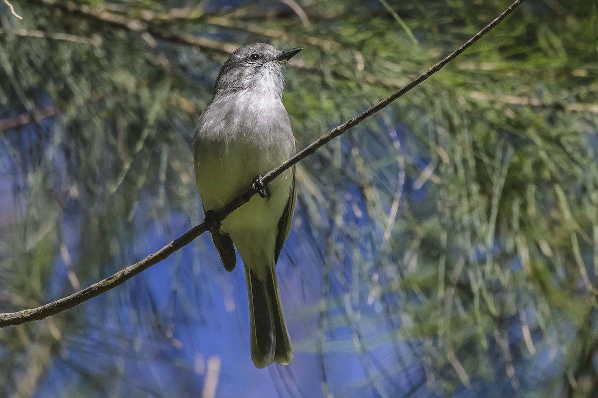 Suiriri Flycatcher - ML642178752
