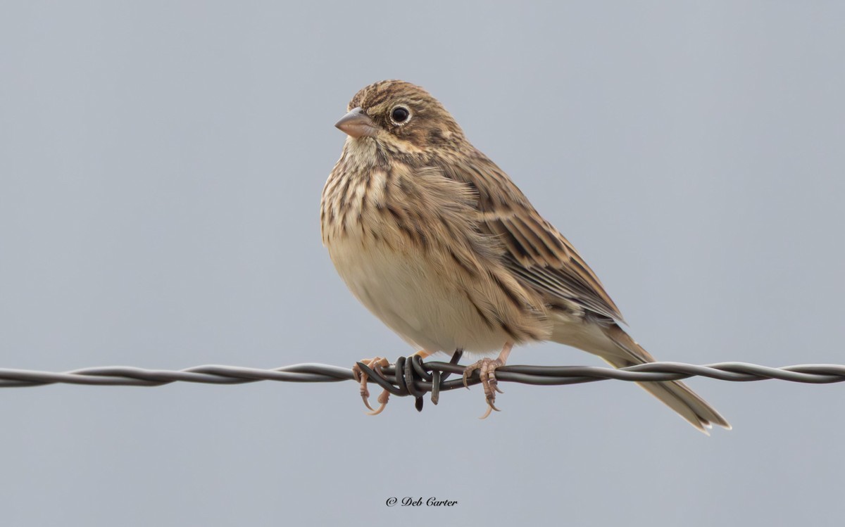 Vesper Sparrow - Deb Carter