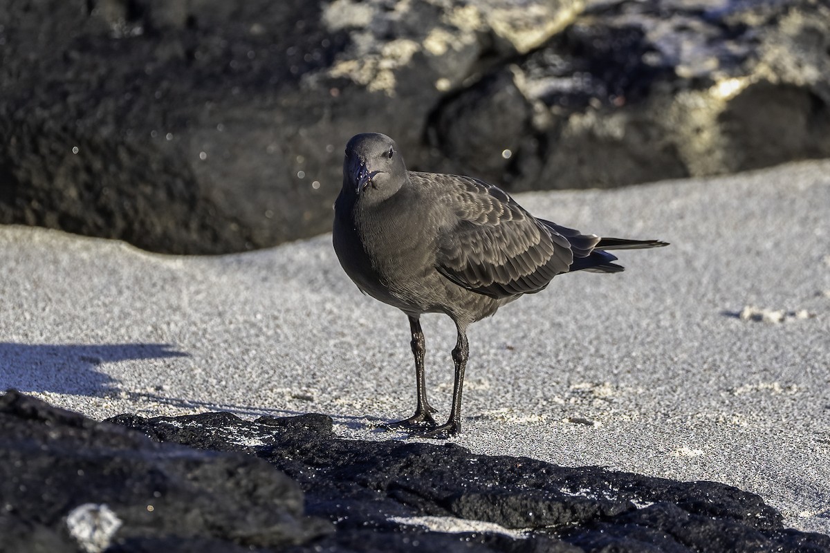 Lava Gull - ML642178791