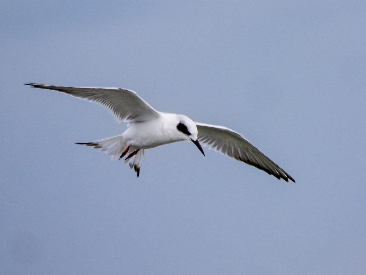 Forster's Tern - ML642178810